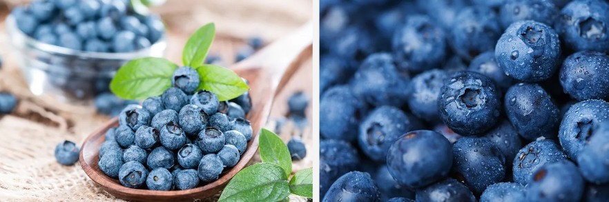 Blueberry Juice Powder.jpg